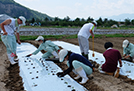 野菜専攻